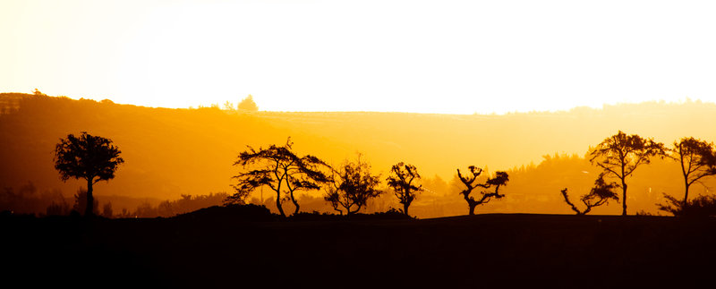 Maui Trees at Sunrise