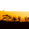 Maui Trees at Sunrise