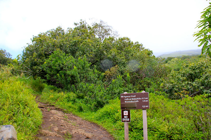 Begin of Pīpīwai Trail!