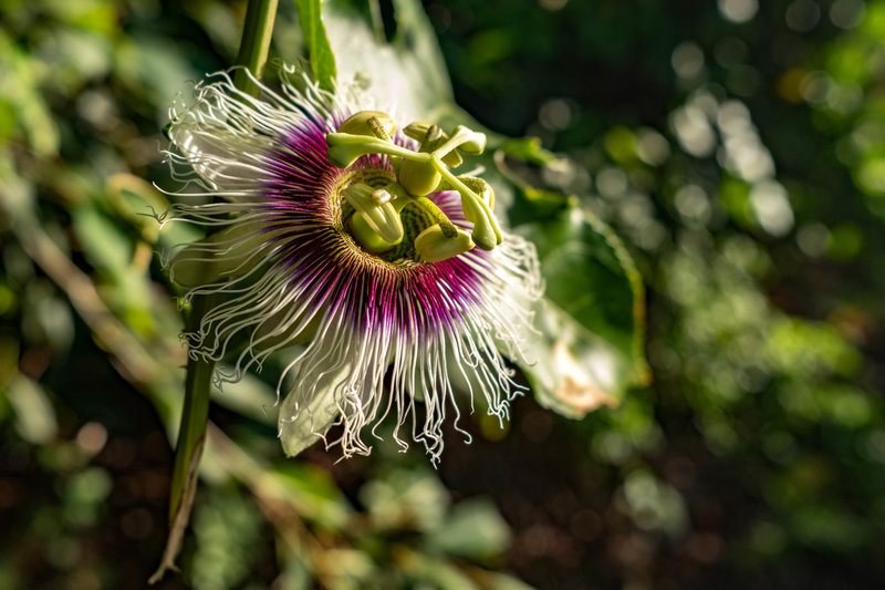 Kalalau Beach Flower