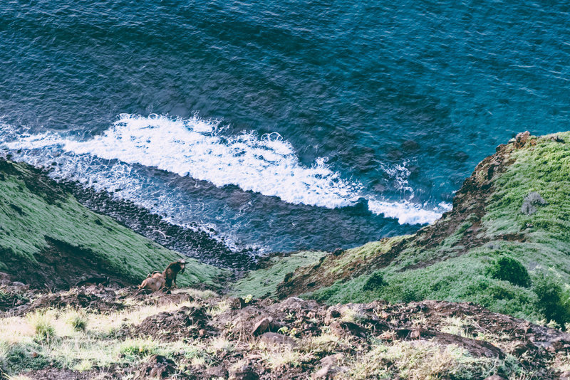 Kalalau Trail - Goats