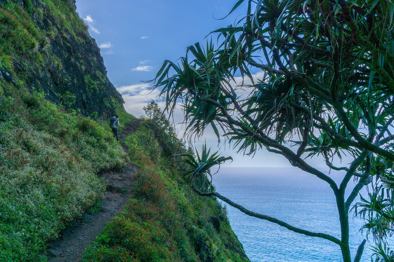 Seacliffs