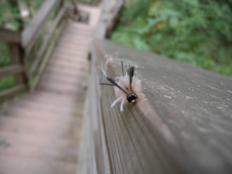 Clifty Falls State Park in Madisonsuper cool caterpillar again