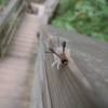 Clifty Falls State Park in Madisonsuper cool caterpillar again