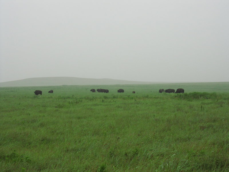 American Bison