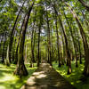 Lake Chicot Swamp