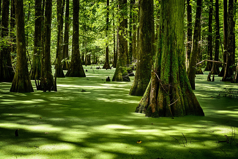 Lake Chicot Swamp