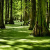 Lake Chicot Swamp