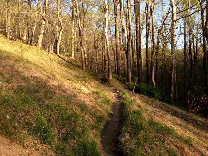 Across the gasline cut, back into the trees