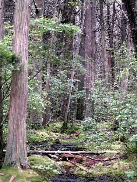 Atlantic White Cedar Swamp (Wellfleet, MA)