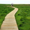 Try Island Trail, Wellfleet Bay Wildlife Sanctuary