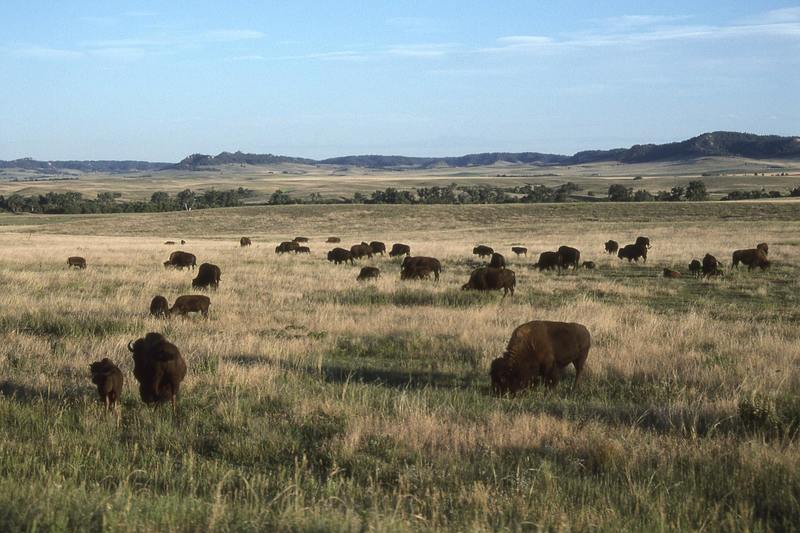 This is an old US Army fort in western Nebraska, now a popular place to stay. Beware: Bison are not tame, so keep your distance!