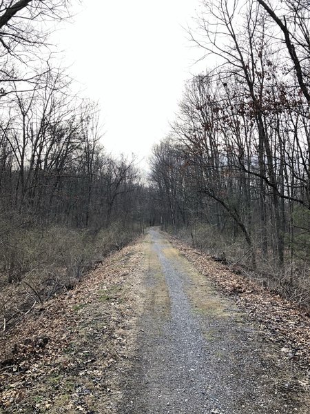 Singletrack through the woods.