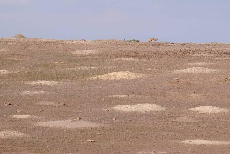 Coyote in Prairie Dog Town, Theodore Roosevelt National Park