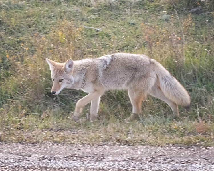 Coyote, Theodore Roosevelt National Park