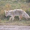 Coyote, Theodore Roosevelt National Park