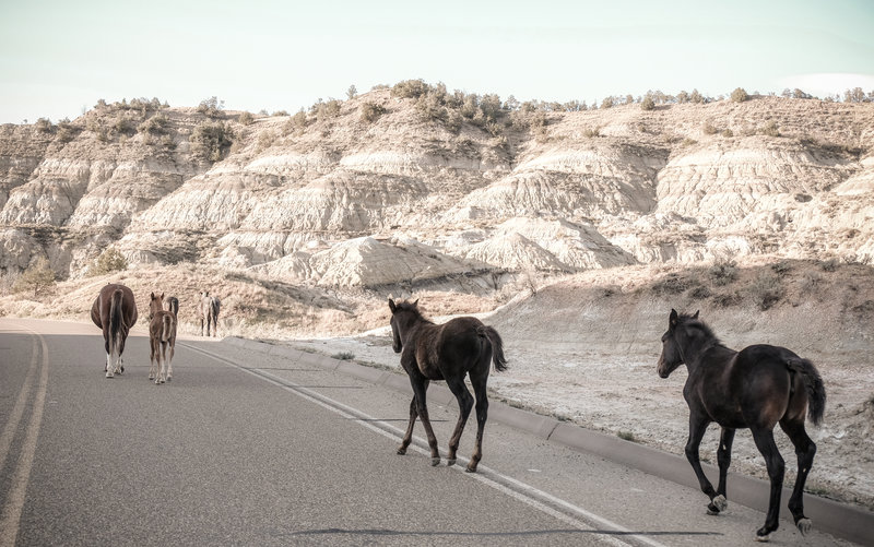 Wild Horses, Theodore Roosevelt National Park