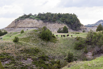 Bison in Theodore Roosevelt National Park, North Dakota