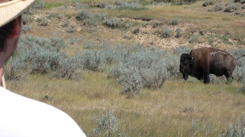 bison pooping