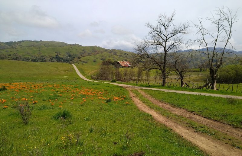 Heading into the Diablo Range hills, the historic Washburn Barn is ahead, as Washburn Trail passes spring wildflowers in the green grasses.