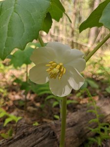 Mayapple , Podophyllum peltatum.