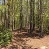 Trailhead to Munden Point Trail