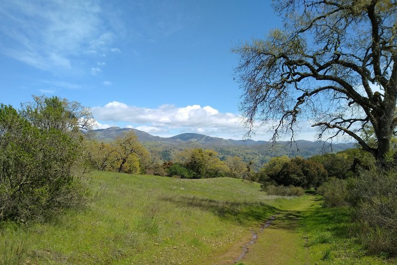 The Diablo Range with Mt. Hamilton, 4,265 ft., on the left is seen in the distance through a break in the trees and brush along Dairy Trail.