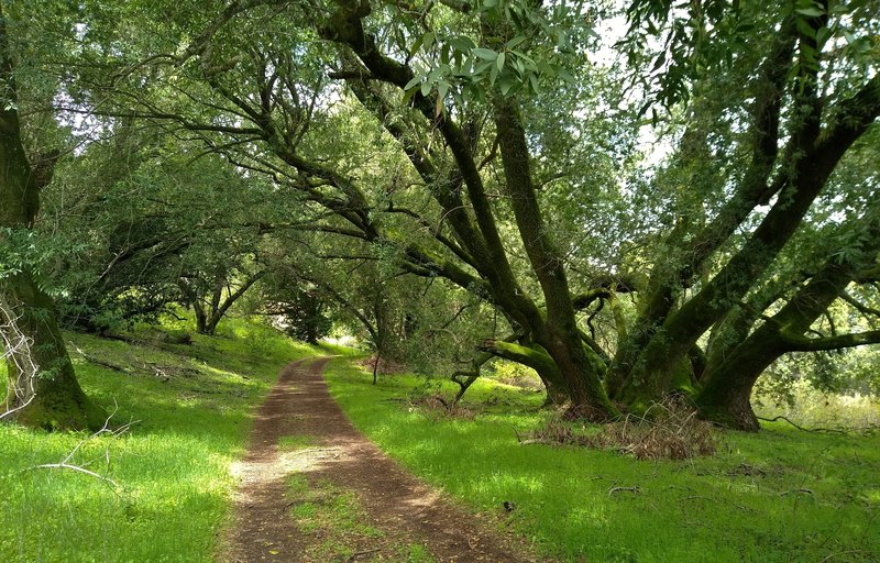 A beautiful big old, mossy tree, in the shade near the start of Heron Trail.