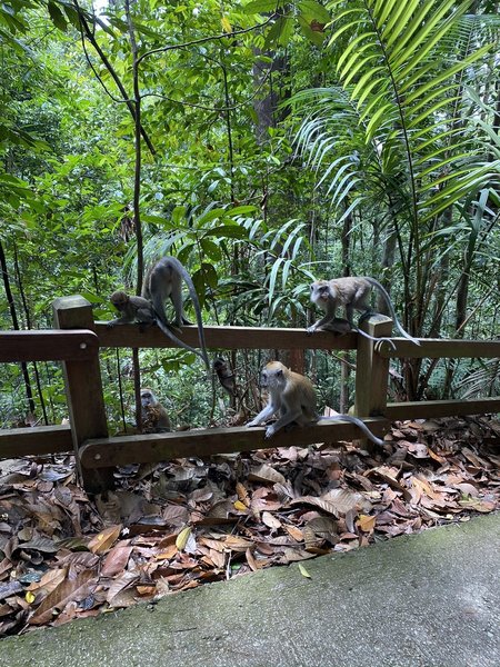 A family of monkeys.