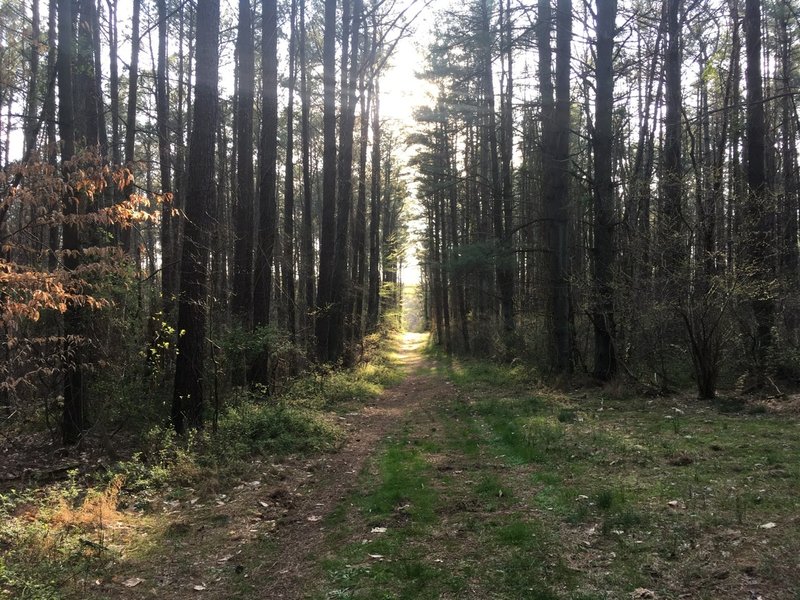 Deja Vu Red Blaze through Pine Forest