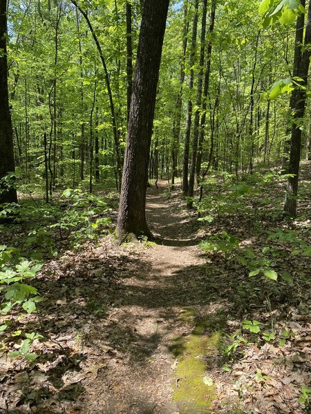 Singletrack the whole way; watch for exposed roots.