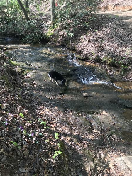 Stream Habitat Area