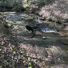 Stream Habitat Area