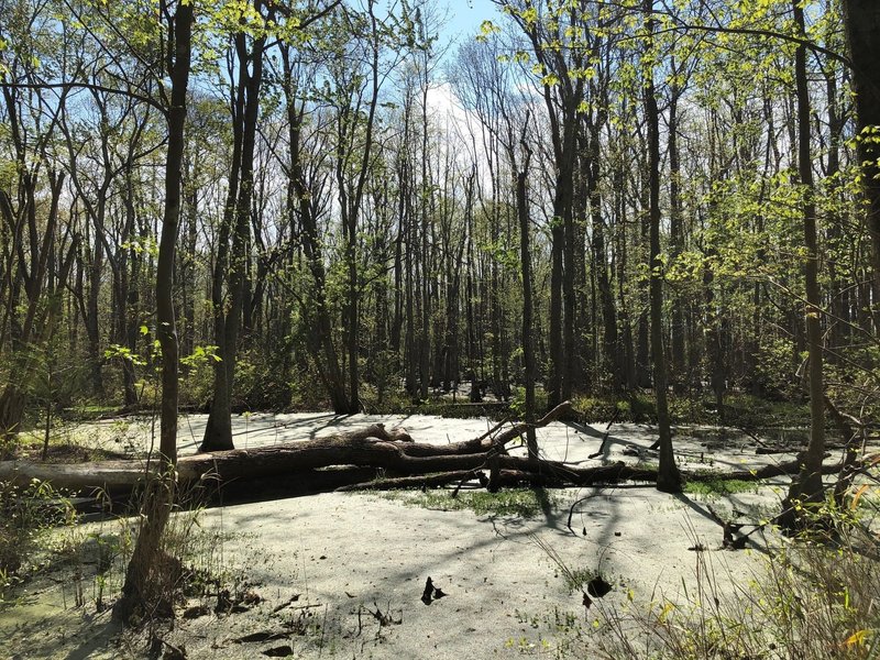 Malbon Swamp