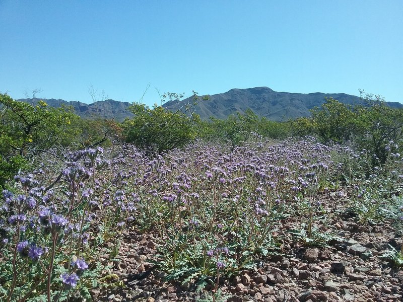 Phacelias and view of North Franklin Peak