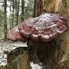 Hemlock Varnish Shelf (Ganoderma tsugae).