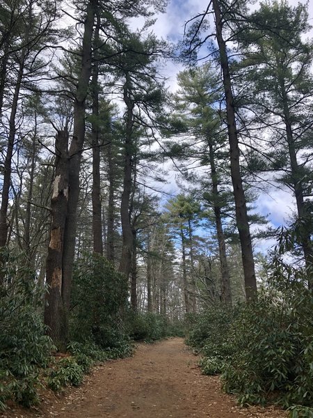 Wide, partly wooded trail