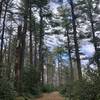 Wide, partly wooded trail