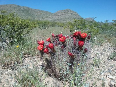 Claret cup cactus and  view of North Anthony's Nose