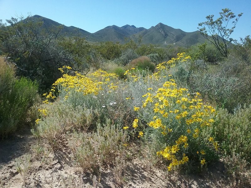 View of the  North Franklin Mountains