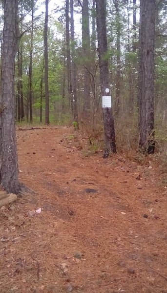 Trail access at Holly Ridge Boat Area