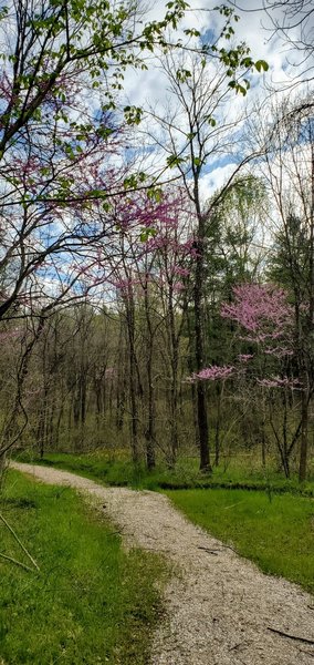 Blooming redbud trees in a grassy valley