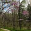 Blooming redbud trees in a grassy valley