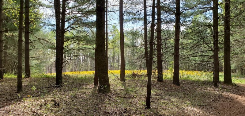 Field of wildflowers through the edge of a stand of pine trees