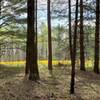 Field of wildflowers through the edge of a stand of pine trees