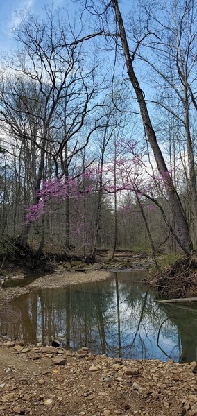 Redbud trees arching over the small river