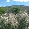 Fallugia paradoxa in bloom and view of Franklin Mountains.