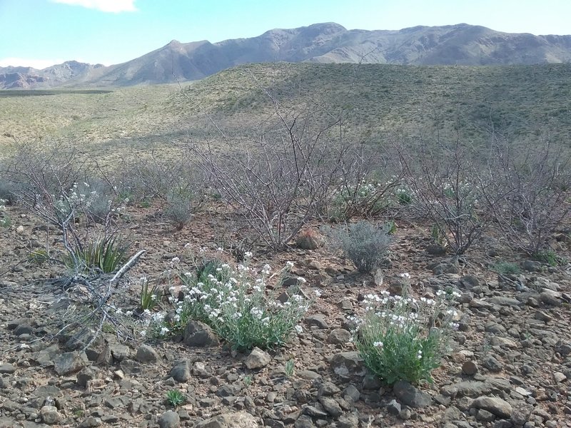 View of the Franklin Mountains and bicolor mustard