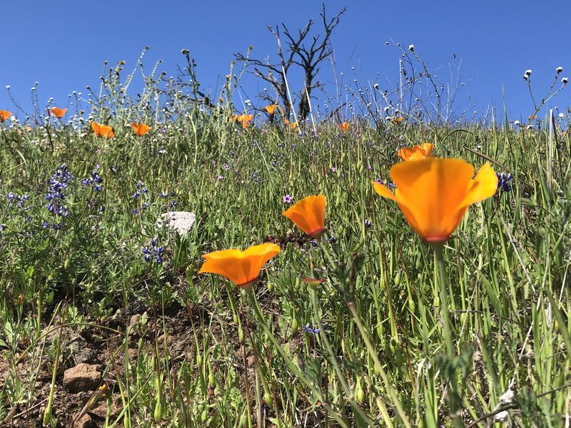 Beautiful seasonal California Poppies in full bloom near summit on northern park border.