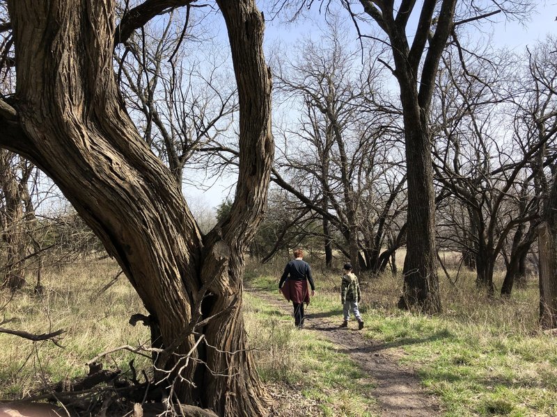 It's interesting to see all these old, twisted trees that have survived hundreds of floods in this area from the Cowskin Creek.